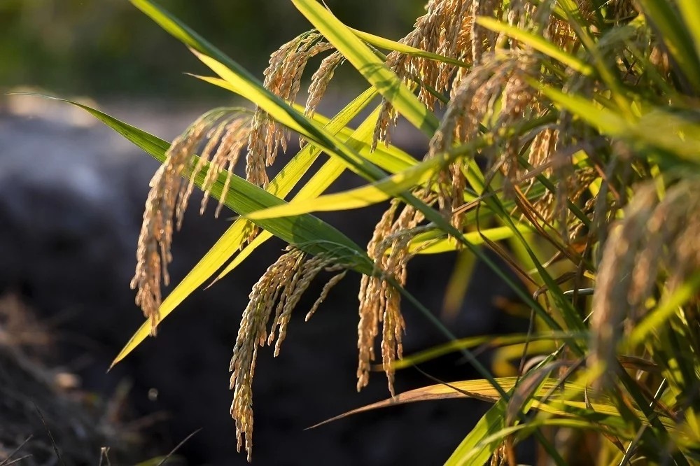 袁隆平團(tuán)隊(duì)雙季稻畝產(chǎn)超過(guò)3000斤
