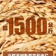 袁隆平哭了！雙季稻畝產(chǎn)超過3000斤